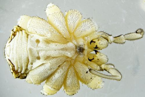 Réf. 269 082 : Mitopus morio
